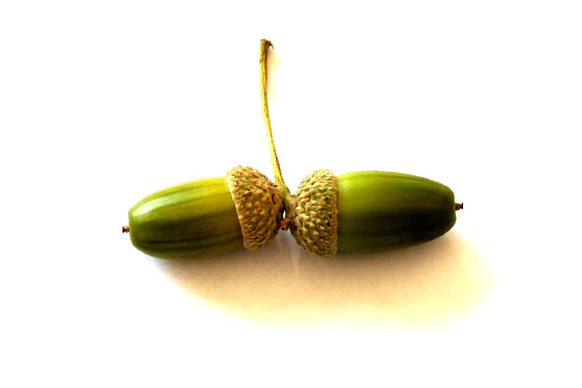 acorn.jpg